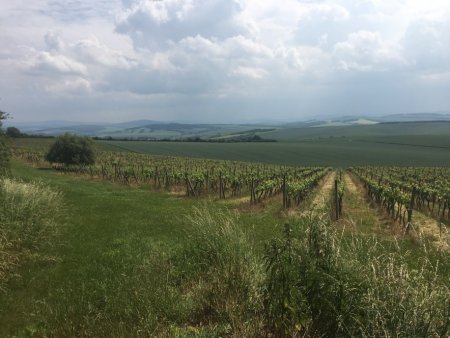 Großzügige Weinberge und Obstgärten (53 ha) im Katasterbereich Kunovice, Hluk verkauft in Form einer Spaltung des Unternehmens